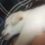 Charmy Kaur Instagram - Darling sleeping on me #bestfeelingever #puppylove 😍
