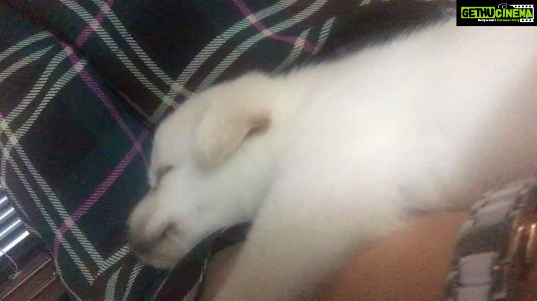 Charmy Kaur Instagram - Darling sleeping on me #bestfeelingever #puppylove 😍