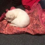 Charmy Kaur Instagram - Welcome my babbyyyy 'DARLING ' 😘😘 #newborn #puppy #newlove