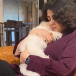 Charmy Kaur Instagram - Before heading to work Huggies 🤗 Laddooo and mamma 😘 #bichonefrise #75daysold