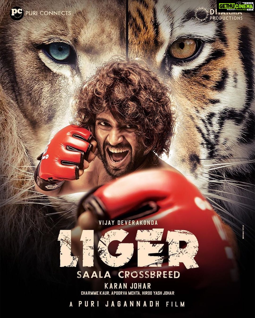 Charmy Kaur Instagram - A proud venture of @PuriConnects n @dharmamovies 💪🏻 Presenting Our @thedeverakonda as #LIGER🥊 #SaalaCrossbreed🦁🔀🐯 A film by #PuriJagannadh @karanjohar @ananyapanday @apoorva1972 @meramyakrishnan @ronitboseroy @iamvishureddy @azeemdayani ❤️