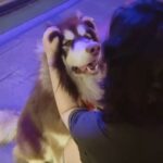 Charmy Kaur Instagram - He surely loves his mama’s magic hands 😘😘 #alaskanmalamute #9months