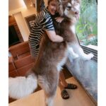 Charmy Kaur Instagram - As tall as mommy 🐶 #babyboy #alaskanmalamute #eightmonthsold 🧿♥️