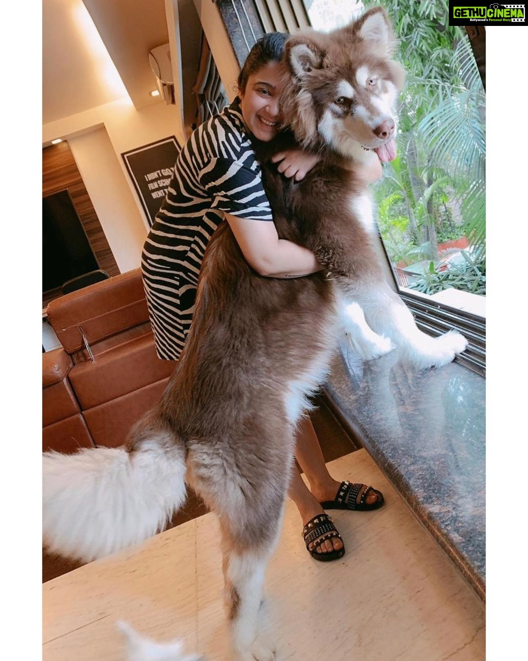 Charmy Kaur Instagram - As tall as mommy 🐶 #babyboy #alaskanmalamute #eightmonthsold 🧿♥️