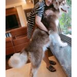Charmy Kaur Instagram - As tall as mommy 🐶 #babyboy #alaskanmalamute #eightmonthsold 🧿♥️