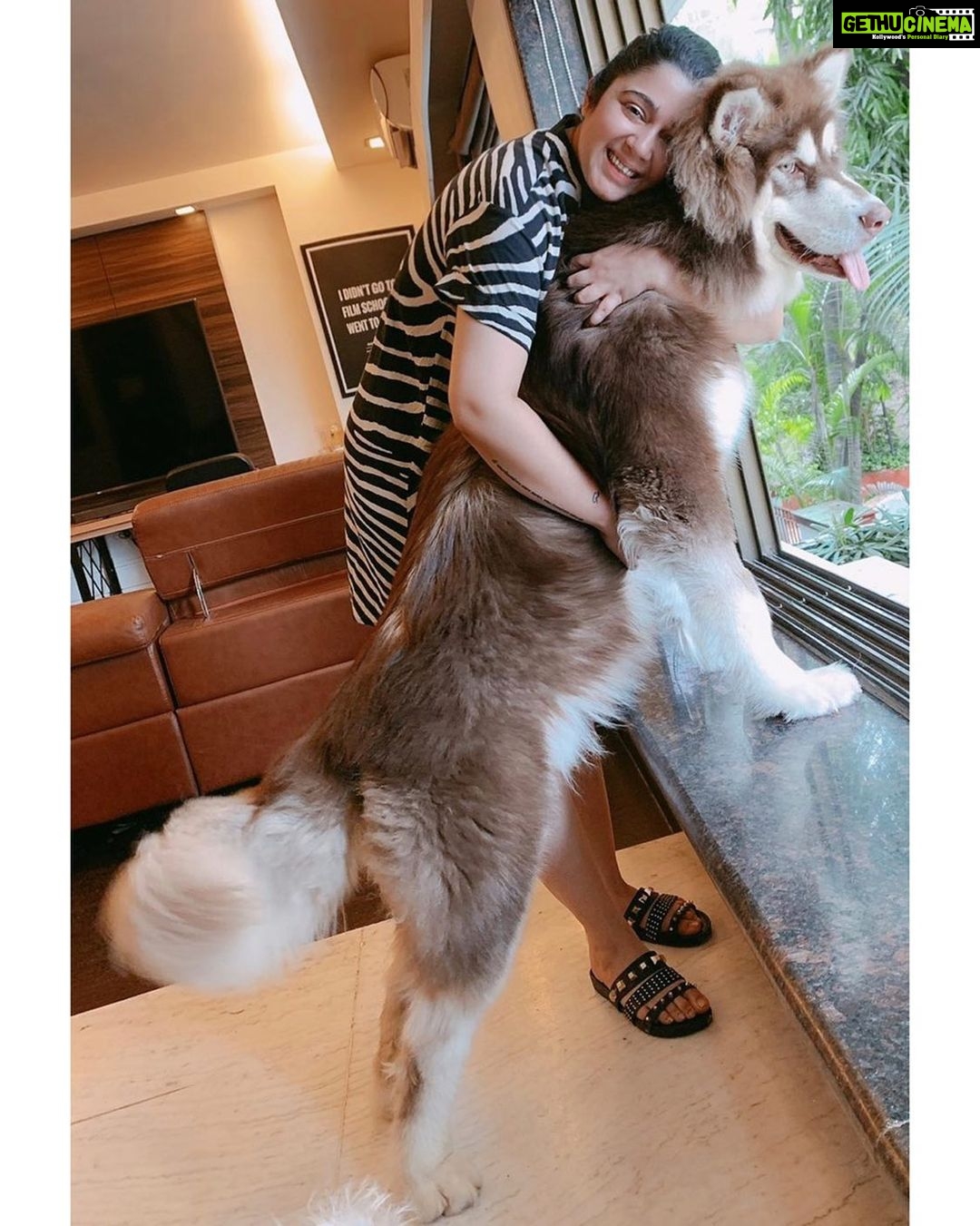 Charmy Kaur Instagram - As tall as mommy 🐶 #babyboy #alaskanmalamute #eightmonthsold 🧿♥️