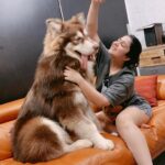 Charmy Kaur Instagram - U r my best asset 😘 My baby boy 🐶 8 months old now #alaskanmalamute ❣️😍🥰 #pets #love 🧿🧿🧿🧿🧿🧿🧿