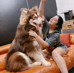Charmy Kaur Instagram - U r my best asset 😘 My baby boy 🐶 8 months old now #alaskanmalamute ❣️😍🥰 #pets #love 🧿🧿🧿🧿🧿🧿🧿