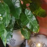 Devadarshini Instagram - Thanks for making this the coziest spot of my house❤ @ayanathegardenstore