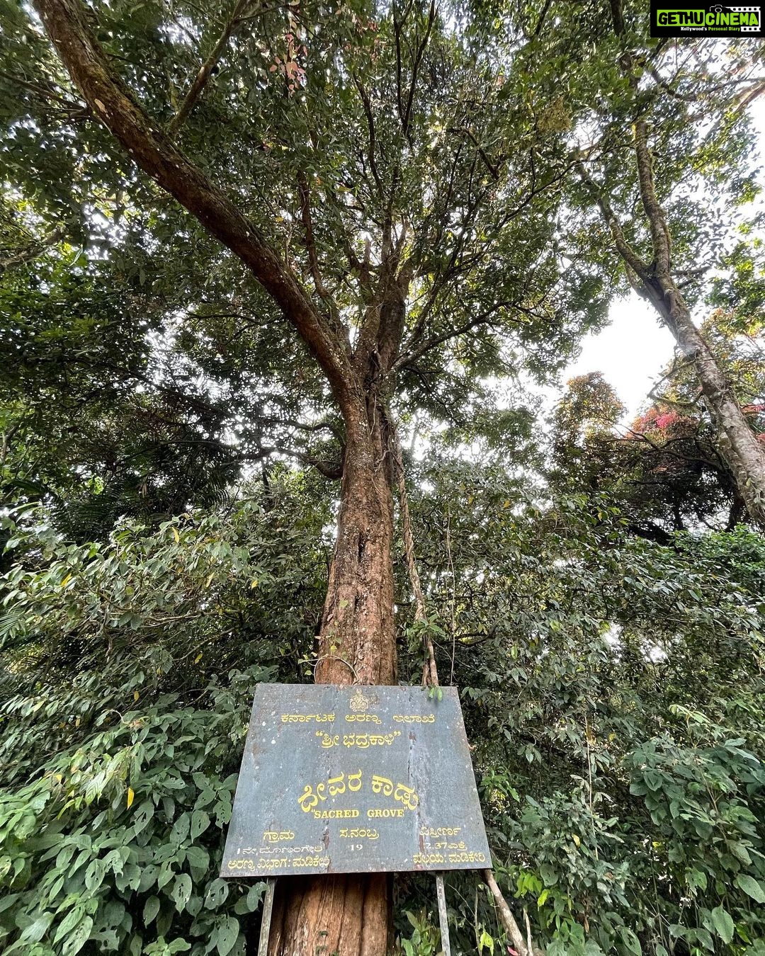 Dia Mirza Instagram - #FlashBackFriday to time spent taking a walk through coffee plantations and the rain forest in Coog🌳 The sacred groves were demarcated by the king and protected by building a temple. The temple houses Bhadra Kaali. Visitors are not permitted in these temples that were built to protect the sacred grove. A Wildlife protection programme that successfully protected these forests. The temples open their doors once in 2 years and in some areas once in 18 years. Our ancestors knew how to Act On Climate. The funnel spider web is so strong that the material is used to make bullet proof vests. In Australia these spiders are harvested to make these vests. The white lichen growing on the rocks are a living proof of clean air. These are also used as a condiment in Indian cooking. The lichen grows only in non-polluted regions. #SDGs #GlobalGoals #GenerationRestoration #BeatPollution #ClimateAction Coorg Karnataka