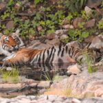 Dia Mirza Instagram – βIf we kill off the wild, then we are killing a part of our souls.β – Jane Goodall
#WednesdayWisdom from my hero @janegoodallinst πβ¨
Photo of me by @vivek4wild
Photos of wildlife by me π
#GenerationRestoration #IAmNature #GlobalGoals #SDGs #BornWild India