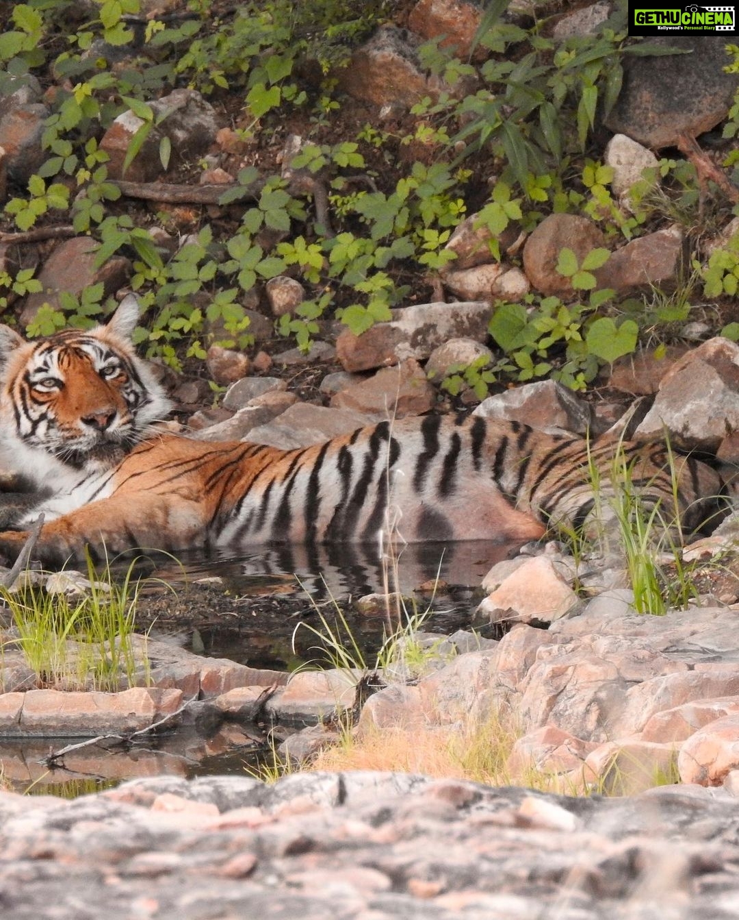 Dia Mirza Instagram - βIf we kill off the wild, then we are killing a part of our souls.β - Jane Goodall #WednesdayWisdom from my hero @janegoodallinst πβ¨ Photo of me by @vivek4wild Photos of wildlife by me π #GenerationRestoration #IAmNature #GlobalGoals #SDGs #BornWild India