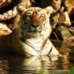 Dia Mirza Instagram – βIf we kill off the wild, then we are killing a part of our souls.β – Jane Goodall
#WednesdayWisdom from my hero @janegoodallinst πβ¨
Photo of me by @vivek4wild
Photos of wildlife by me π
#GenerationRestoration #IAmNature #GlobalGoals #SDGs #BornWild India