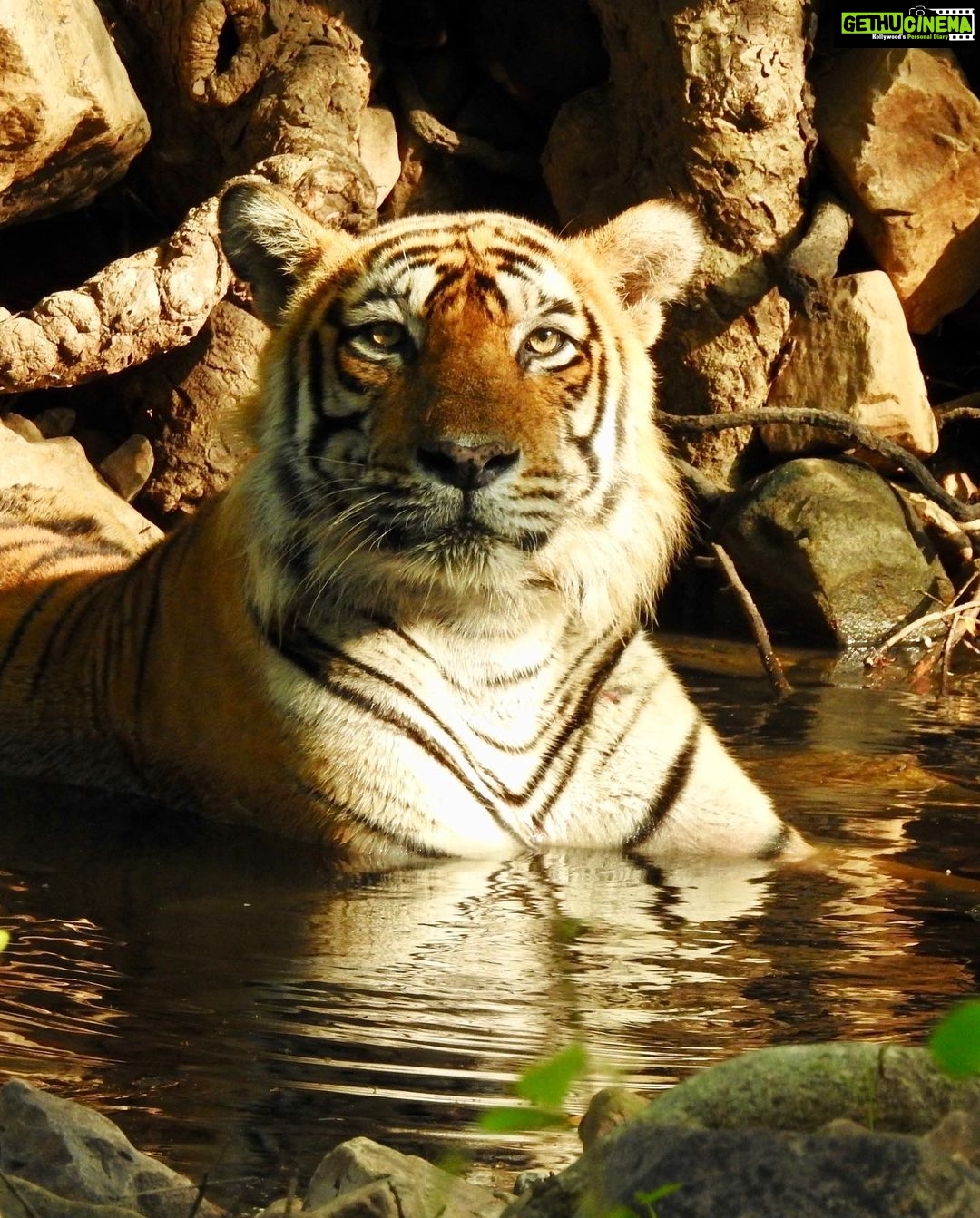 Dia Mirza Instagram - βIf we kill off the wild, then we are killing a part of our souls.β - Jane Goodall #WednesdayWisdom from my hero @janegoodallinst πβ¨ Photo of me by @vivek4wild Photos of wildlife by me π #GenerationRestoration #IAmNature #GlobalGoals #SDGs #BornWild India