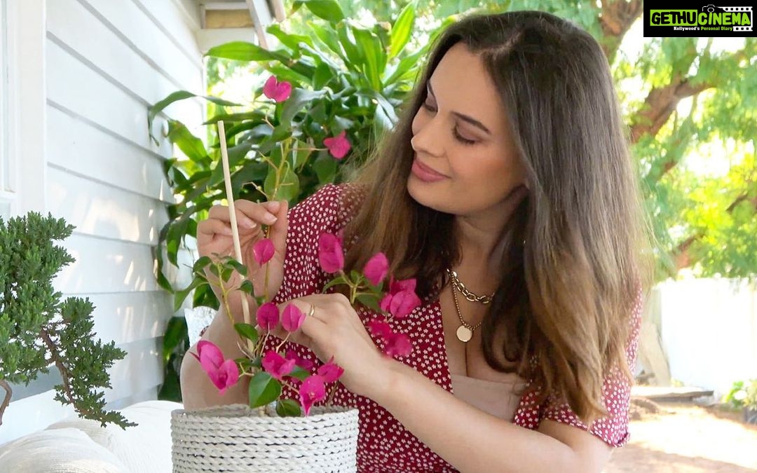 Evelyn Sharma Instagram - The garden is my happy place! π₯° COMMENT A FLOWER EMOJI if you love gardening! ππ»ββοΈπ·πͺ΄πΌπΈπΊππ€© #gardening #garden #plantobsessed #plantophile #gardenlove #urbangardening