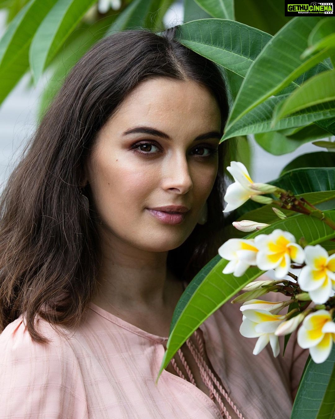Evelyn Sharma Instagram - Name the plant! 🌿 Small tree in this case! 🤩Most people looove the scent of its gorgeous flowers that come in white, pink, or red… 🌺 Tbh it took my sensitive nose a bit of getting used to, but now I couldn’t imagine my garden without it! 👩🏻🌾 #gardenquiz #gardentrivia #plantquiz #planttrivia #plantlover #gardening #tropicalplants #nametheplant