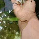 Fathima Babu Instagram - Feeding the fish in the lotus pond
