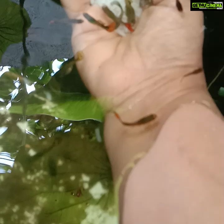 Fathima Babu Instagram - Feeding the fish in the lotus pond