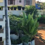 Fathima Babu Instagram – My terrace garden