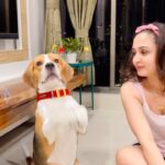 Gajala Instagram - Suddenly he spotted my hairband🤣 watch his masti after dat🥰 @bucket_thebeagle #mybestbuddy . . . . . . . #gazala #gajala #bucketthebeagle #doglover #beagle #dogmom #lovemybaby #masti #fun #dance #pink #nikeshoes #livelovelaugh #myboy #nike