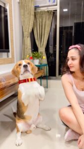 Gajala Instagram - Suddenly he spotted my hairband🤣 watch his masti after dat🥰 @bucket_thebeagle  #mybestbuddy 
.
.
.
.
.
.
.
#gazala #gajala #bucketthebeagle #doglover #beagle #dogmom #lovemybaby #masti #fun #dance #pink #nikeshoes #livelovelaugh #myboy #nike