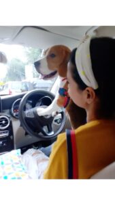 Gajala Instagram - MY Baby Boy ❤️😍😘 UNCONDITIONAL LOVE 💖 @bucket_thebeagle 
.
.
.
.
#dogmom #bucketthebeagle #doglover #beaglepuppy #gajala #gazala #reelitfeelit #reelsinstagram #reelkarofeelkaro #reelsvideo #trending #dog