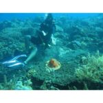 Gayathrie Instagram - On today's episode of #throwbackthursday Issa Spanish Dancer! I had the honour of watching this beauty swim! 😍 This was also the first time I went diving in the ocean but that's a story for another time! 😊 Although it looks I'm sitting on the ocean floor, I'm not. Because sitting on coral and Anemone will not only hurt them, it'll hurt you too. . . #throwback #spanishdancer #bali Matahari tulamben resort