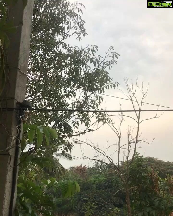 Harshika Poonacha Instagram - Worlds Best music ever 😇😇😇 #birds #birdsong #chirpingbirds #harshikapoonacha #harshika #bangalore #bangalorerains #nature