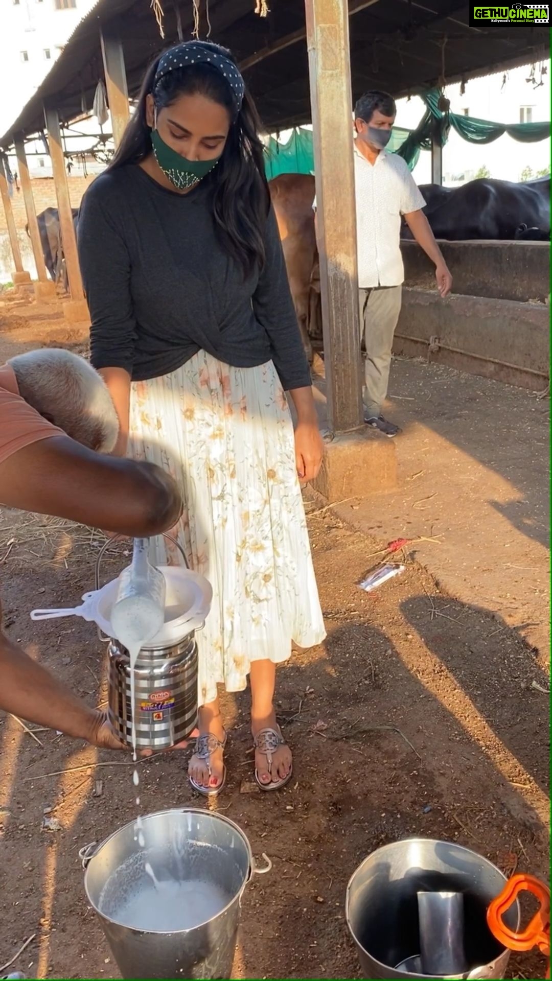 Himaja Instagram - I love Fresh milk.. #cow #nature #natural #himaja