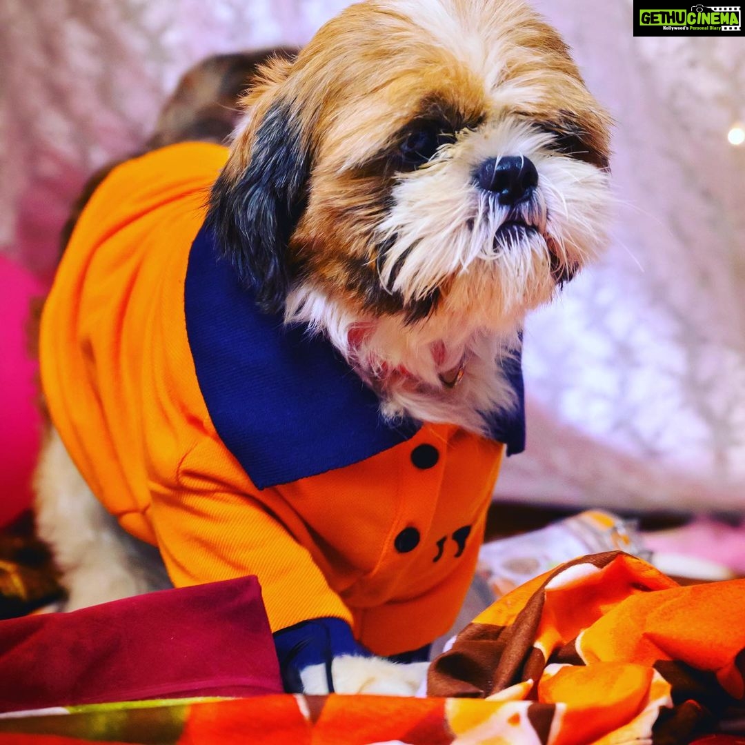 Himaja Instagram - ❤️All we Need is Love and It’s impossible to keep a straight face in presence of him #Rio #petsofinstagram Pic credits @24framesphotography_official