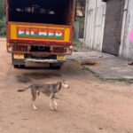 Himaja Instagram - I just followed him and came to know that he was saving food for his family ..Then planned this surprise to him 😍He was soo happy.. I could sense him😘🤗 #food #lifesaver #petlovers #pet