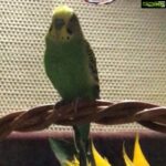 Iniya Instagram - Our bird ..,our little family member missing from yesterday..!!!😭😭😭