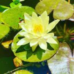 Isha Sharvani Instagram - This beautiful lily bloomed in my mother’s garden today. I like to think that it’s an auspicious sign as I embark on a 9 day silent meditation retreat in an hour... I am ready to be quiet and open my heart, to do my own healing. Wishing everyone love and light #ishasharvani #meditation #silent #blessed #greatful #janagrove #wa