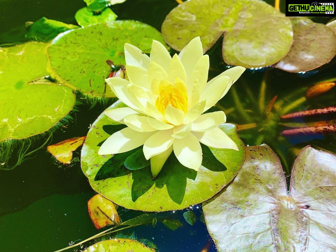 Isha Sharvani Instagram - This beautiful lily bloomed in my mother’s garden today. I like to think that it’s an auspicious sign as I embark on a 9 day silent meditation retreat in an hour... I am ready to be quiet and open my heart, to do my own healing. Wishing everyone love and light #ishasharvani #meditation #silent #blessed #greatful #janagrove #wa