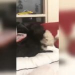 Ishaara Nair Instagram - If u have kids like mine, am sure you are a super mom. Wishing all the mothers of two legged or four legged or no legged a very happy Mother’s Day. We love you all ❤️❤️. Also this Mother’s Day I thought of dedicating this video to all the kids out there. #sendinglove #mothersday #happiness #alltimeplaytime #bestdutymomduty #24x7 #dangal #puppylove #dogsofinstagram #cuddlers Dubai, United Arab Emirates