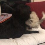 Ishaara Nair Instagram - Dangal mode on #mybabies #beastmodeon #dogsofinstagram #wrestlers #fluffyandsnuggles #puppies Dubai, United Arab Emirates