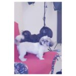 Ishaara Nair Instagram - Every snack you make, Every meal you bake, Every bite you take, I will be watching you. 🤤😍🤣❤️ pic courtesy: our god mother @sowmyabalan #puppyvows #puppypromise #puppylove #myheartandsoul #applesofmyeyes #loveofmylife #angelsathome Dubai, United Arab Emirates