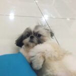 Ishaara Nair Instagram - Dad stop annoying me and let me sleep 🐶#lazysnuggles #gettingdisturbed #sleepypuppy #hellomynameissnuggles #iloveyoubutilovemysleepmore #mylove #cutie #cuddlebug @sahil_psytrance_v2