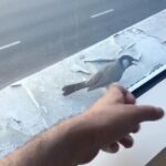 Ishaara Nair Instagram - Attack mode 🐶🐥 #fluffy #attack #puppynbird #instagood #cute