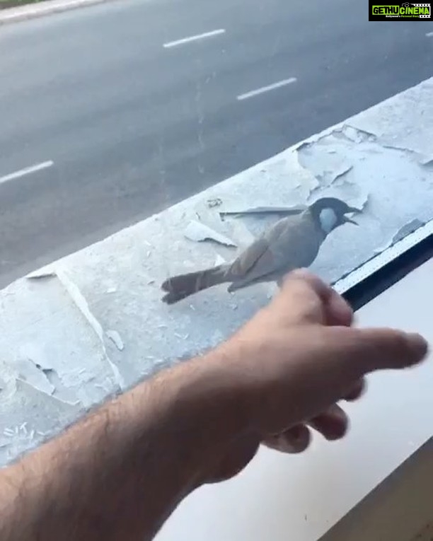 Ishaara Nair Instagram - Attack mode πΆπ₯ #fluffy #attack #puppynbird #instagood #cute