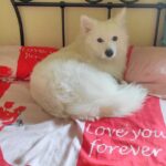 Ishika Singh Instagram - Love me like u do.... #lovemelikeyoudo #pawsome #paws #doglovers #doglove #doglover🐶 #petlovers #petlove #damroo