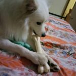 Ishika Singh Instagram - Cutie pie! Still busy with his bone #paws #pawsome #damroo #doglovers #petlovers #pet #dogs