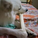 Ishika Singh Instagram – Mr damroo and his big bone #doglovers #petlovers #pet #dogs #pawsome #paws #damroo