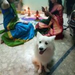 Ishika Singh Instagram - As we two woman were busy with our things, Mr Damroo was in focus #pawsome #petlovers #diwalidecor