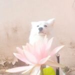 Ishika Singh Instagram - My narnia #damroo #narnia #kingdomofnarnia #petlovers #doglovers #doglove #pawsome