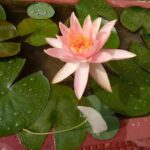 Ishika Singh Instagram - Lotus in my garden again ;) #lotustattoo #lotusflower #nationalflower