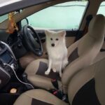 Ishika Singh Instagram - And amid all floods my dog 🐕 Damroo wants to drive ! #damroo #doglover #doglove #petlovers #petlove