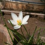 Ishika Singh Instagram - Silly Lilly in lotus pond colony ;) such a lovely and beautiful flower in my garden #Lilly #lillylover #flowerbud #flowerlove #lotusflower #lotuscolony #lillygrace