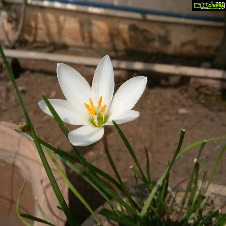 Ishika Singh Instagram - Silly Lilly in lotus pond colony ;) such a lovely and beautiful flower in my garden #Lilly #lillylover #flowerbud #flowerlove #lotusflower #lotuscolony #lillygrace