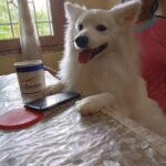 Ishika Singh Instagram - Mr Damroo at the breakfast table ! #doglove #doglovers #petlover #petlovers #pawsome #damroo